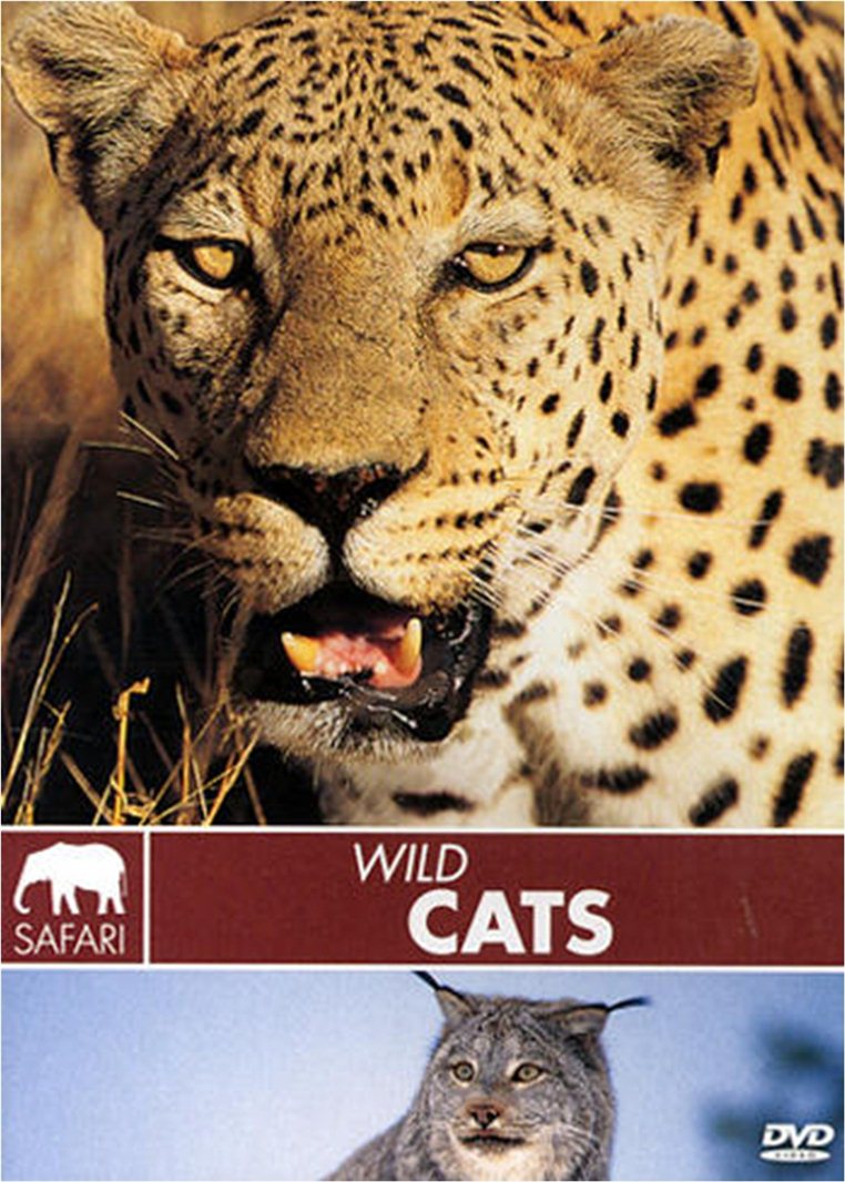 Wild Cats (DVD)